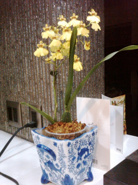 Bring on the dancing ladies = Oncidium
